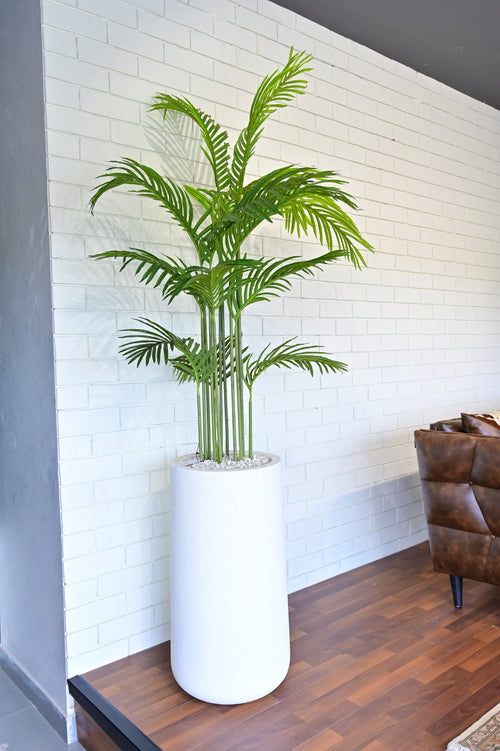 Heaven white stone with areeca plant 6 feet