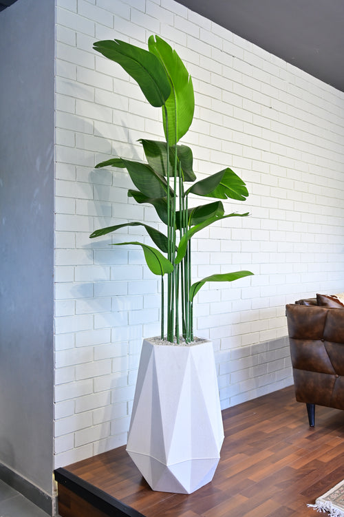 Diamond 26 inc white stone with banana plant 6 feet