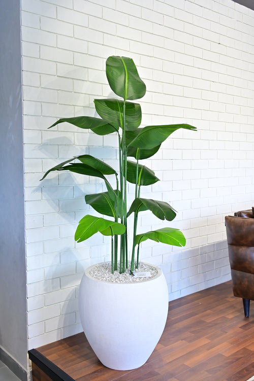 Nova 22 inches white stone with banana 5 ft