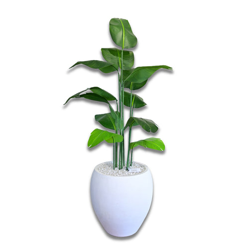 Nova 22 inches white stone with banana 5 ft