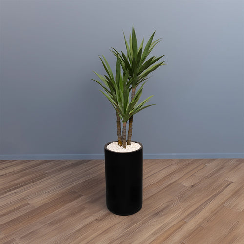 Heaven black 24 inch with cactus premium plant