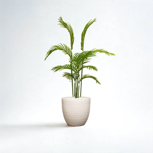 Jute 16 inches white stone with areeca 4 ft