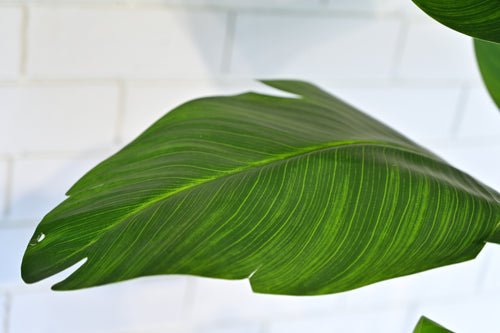 Diamond 26 inc white stone with banana plant 6 feet