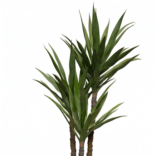 Heaven black 24 inch with cactus premium plant
